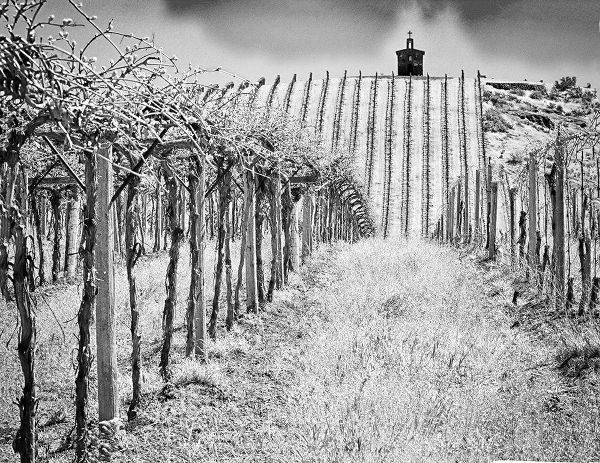 Spring vineyard and chapel on top of hill (PR)